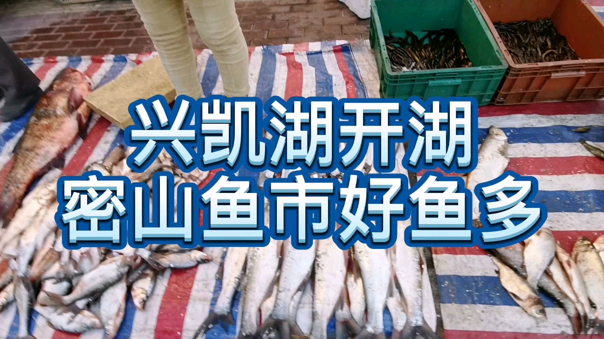 兴凯湖鱼大量上市,各种鲜美特色水产价格实惠,密山鱼市火爆!