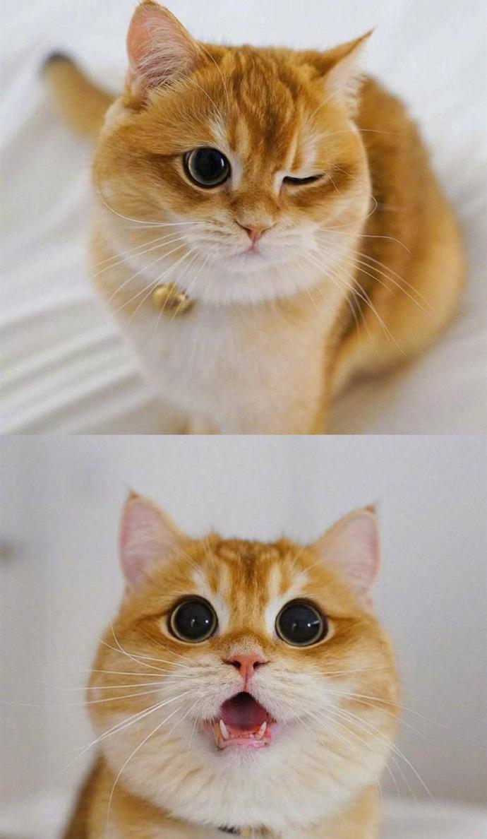 这只橘猫包子脸,蓝眼睛,仿佛总是气鼓鼓的,看起来特别憨厚,可爱到让人