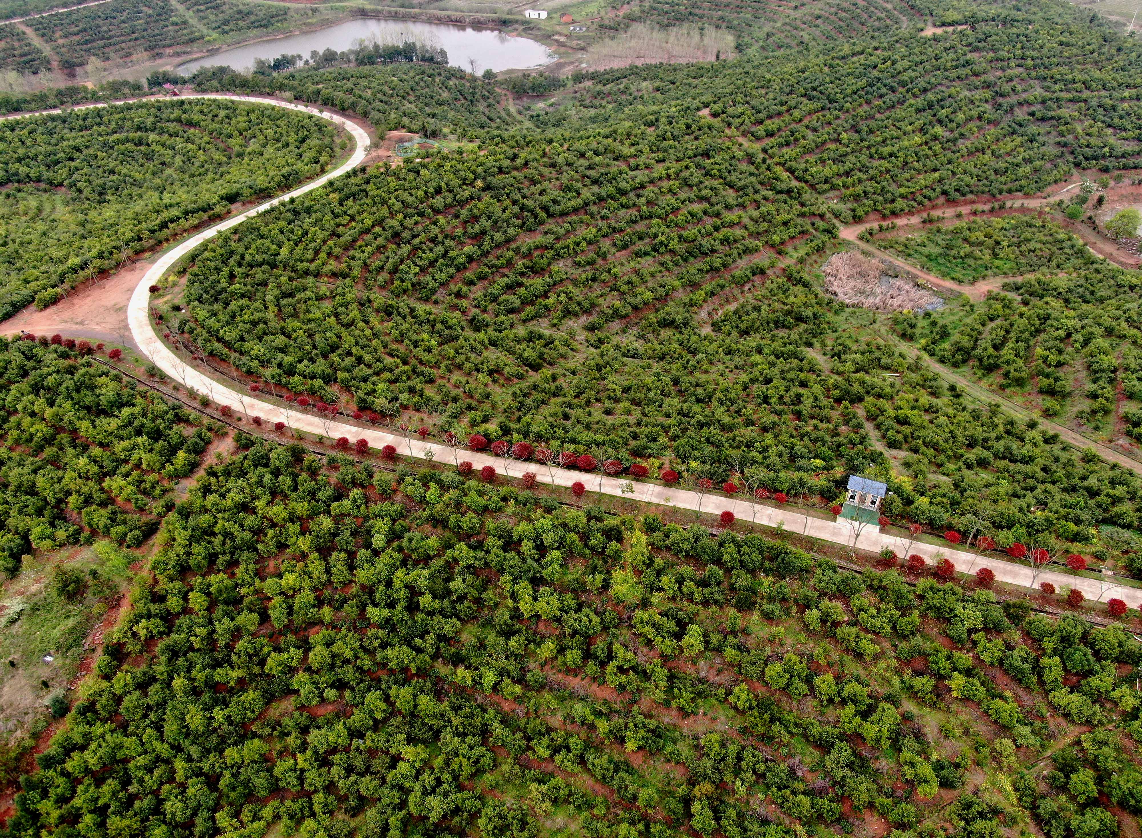 河南光山:油茶富民