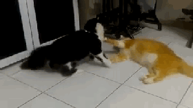 两只猫在打架,其中一只不太会打,它一动就笑死了!