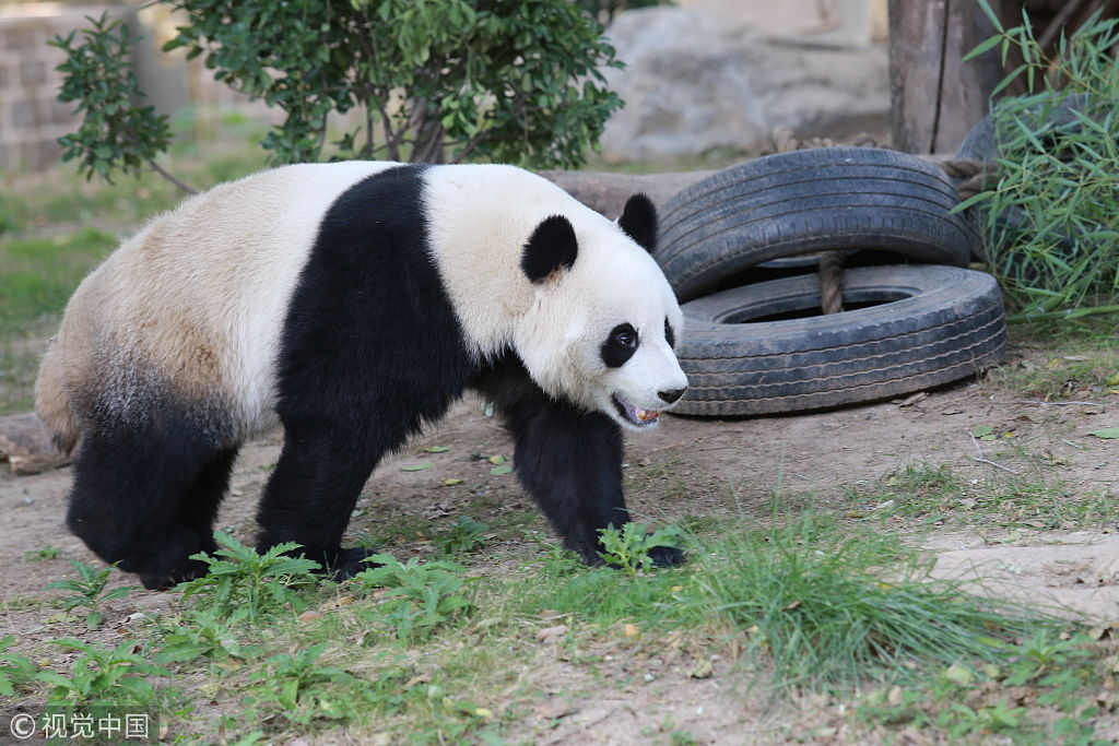 济南动物园一只大熊猫上树引围观