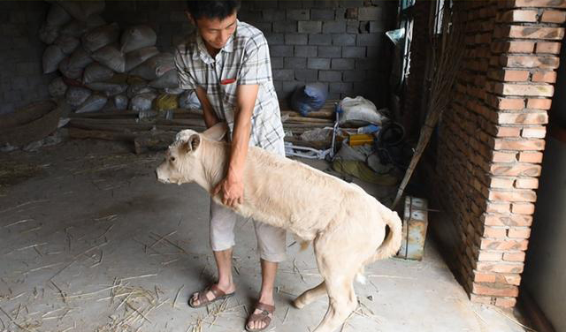 天生只有两条腿-励志"羊坚强",双腿行走成"网红"