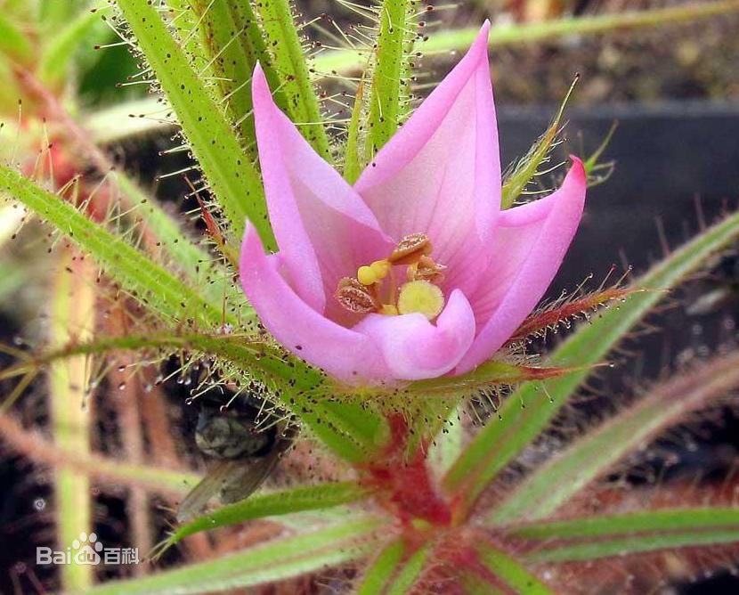自然界十大肉食植物之一:美杜莎捕虫树