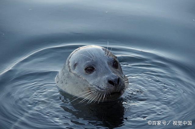 趵突泉海豹图片