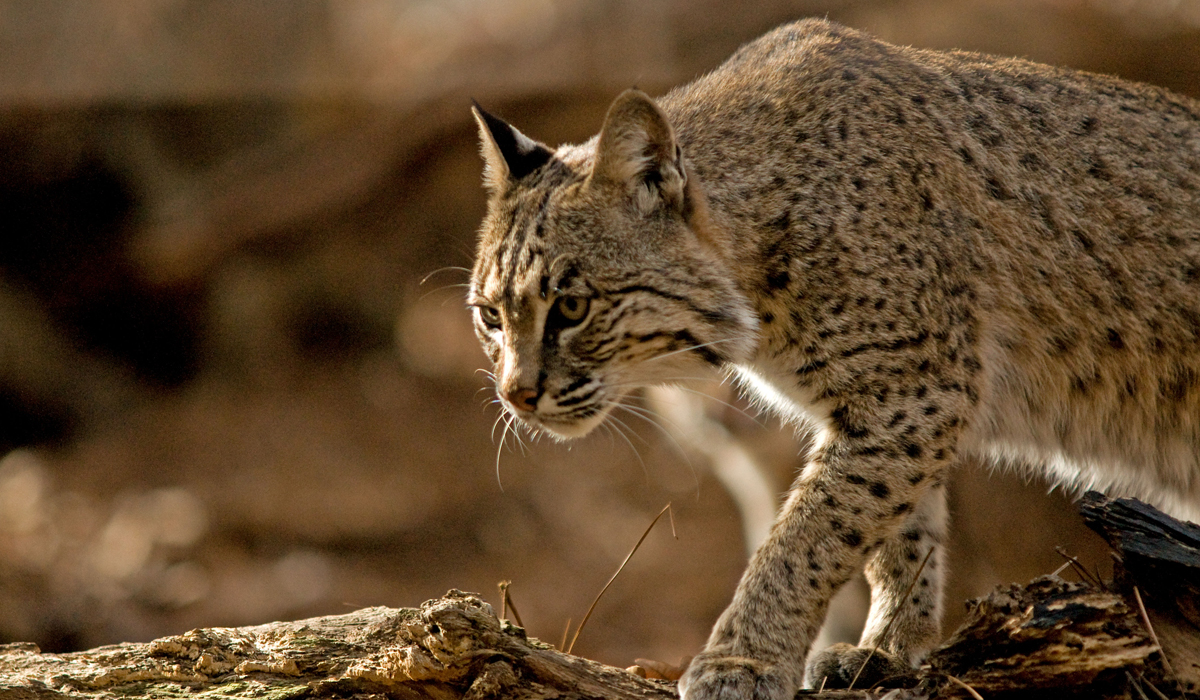 外形极像猞猁的猫科动物:是天生的猎手,也是农田的守护神