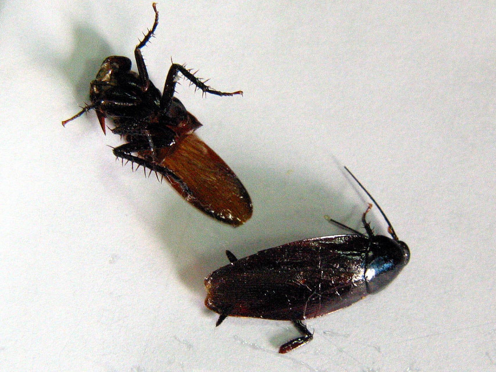 "家里有蟑螂真的是太烦人了09但是不用慌,教你5种小妙招,让你轻松灭