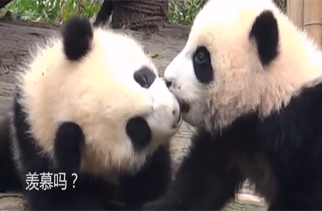 熊猫谈恋爱