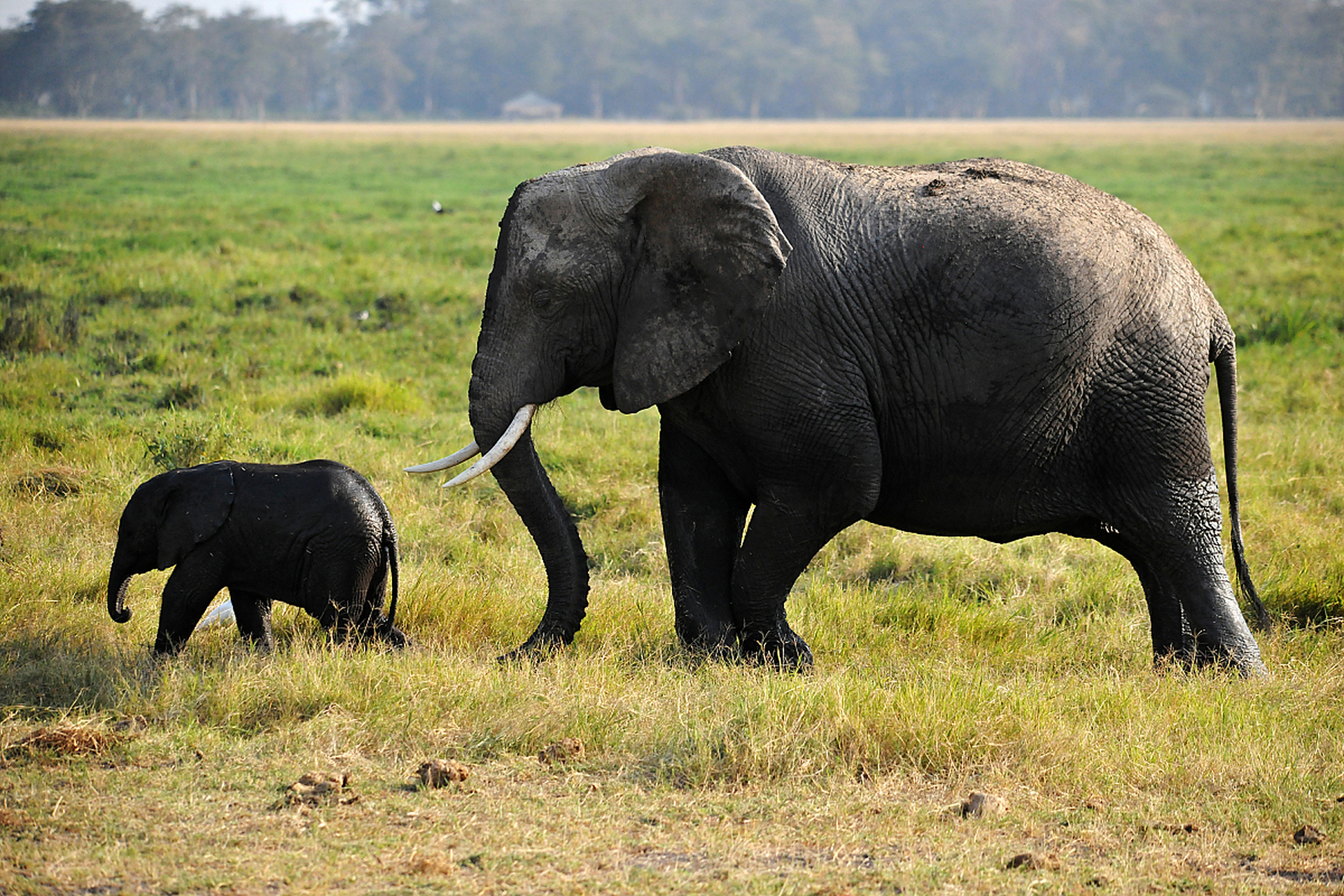 在非洲的大草原上,大象群悠然自得地移动,那庞大的身躯却有着细腻的