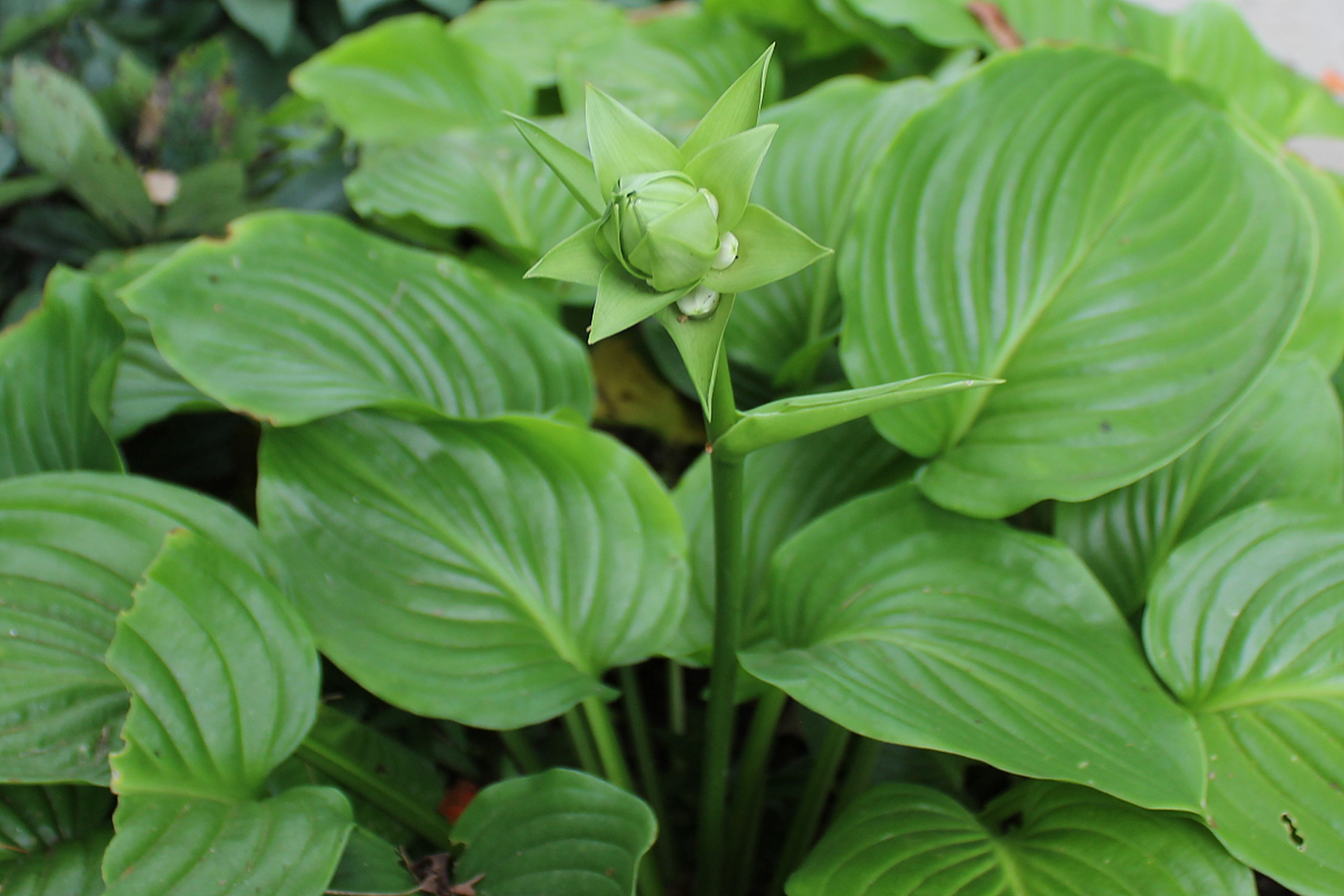 豆瓣绿是一种常见的室内观叶植物,有银钱草,铜钱草等别名.