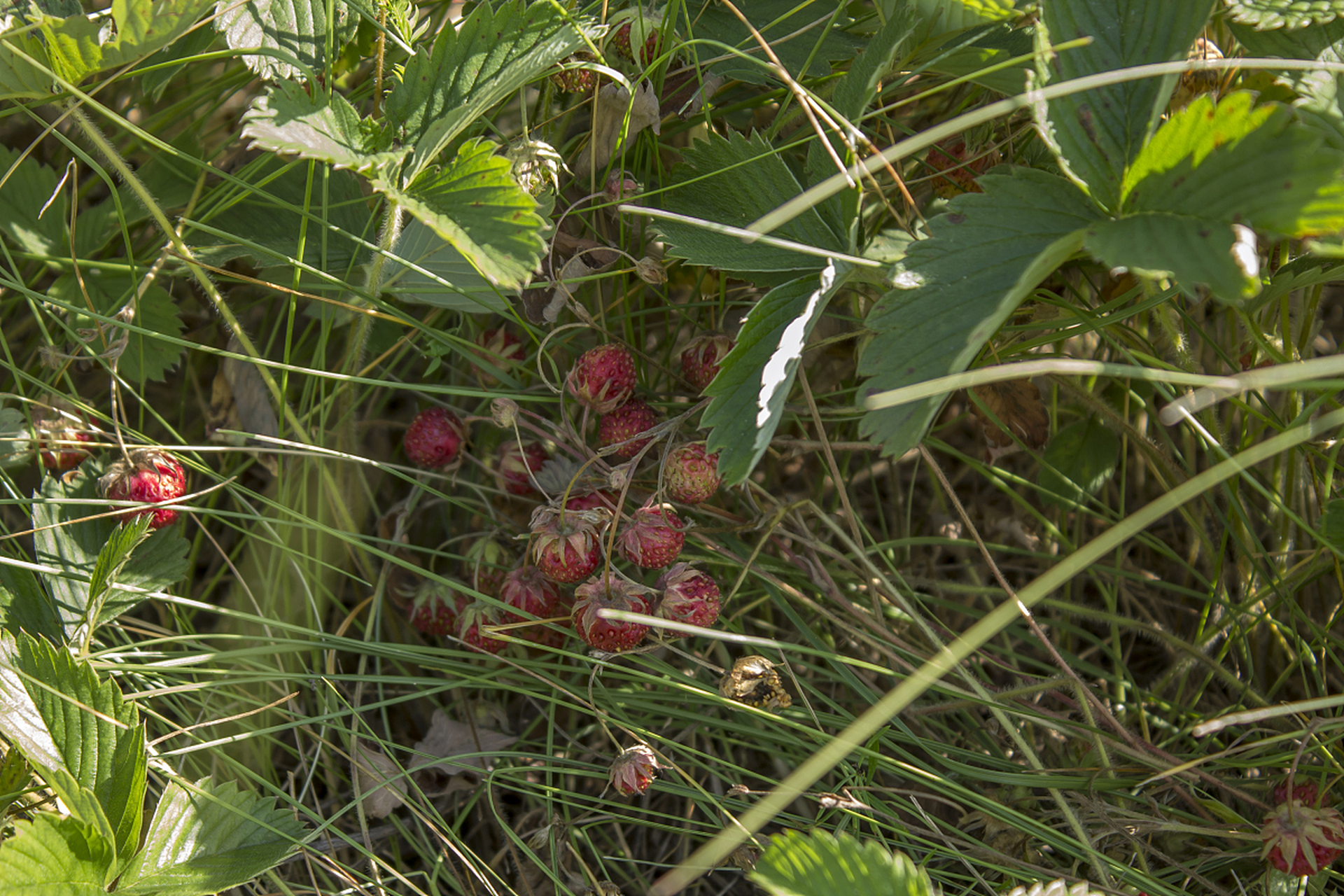 它属于萝藦科,常生于林边荒地,山脚,河边,路旁灌木丛中.