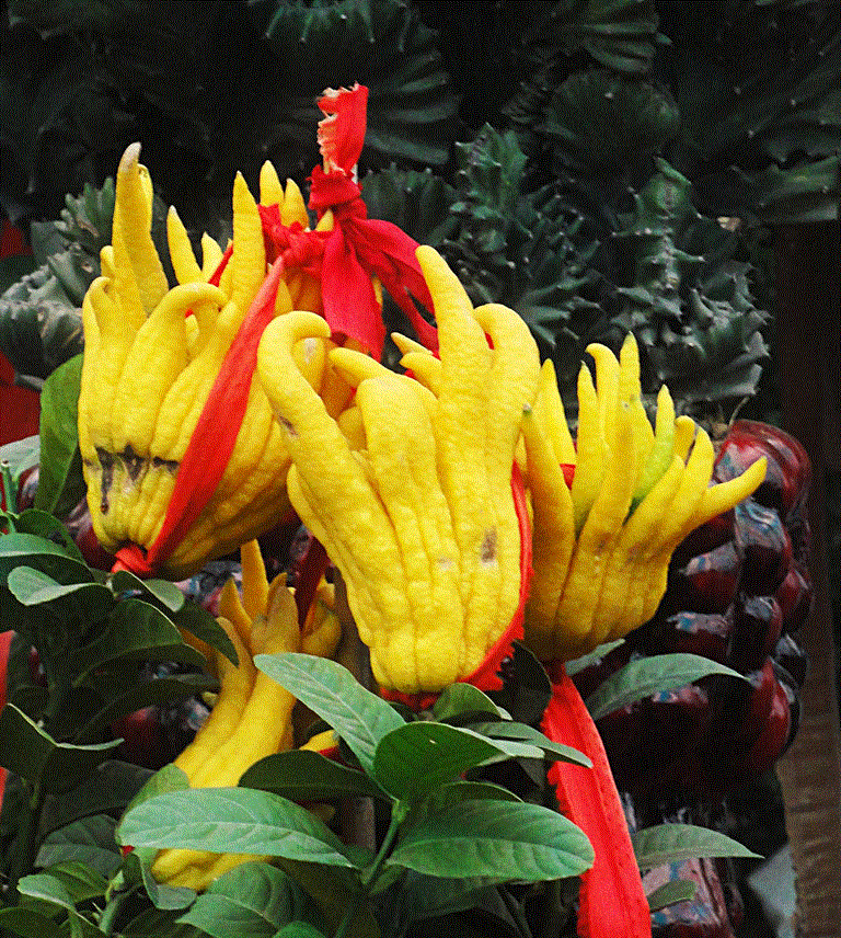 过年买花不纠结,这些花卉好看喜庆寓意又好,养在家里大吉大利!