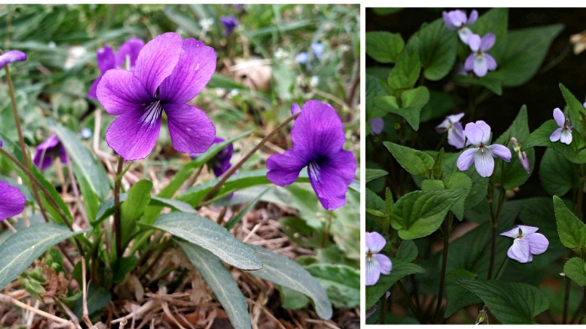 紫花地丁和紫花堇菜是两姐妹,同样都是宝,你都认识吗