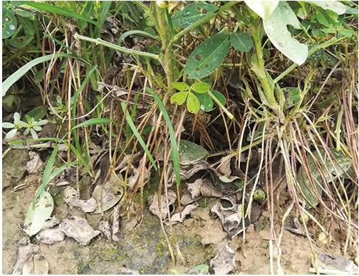 花生开的花那么多,为何30～60%不能下针成果?