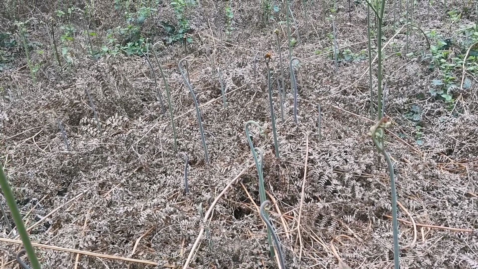 一年一度尝新鲜,农村大叔野外采摘蕨菜,旧社会可是养人的好东西