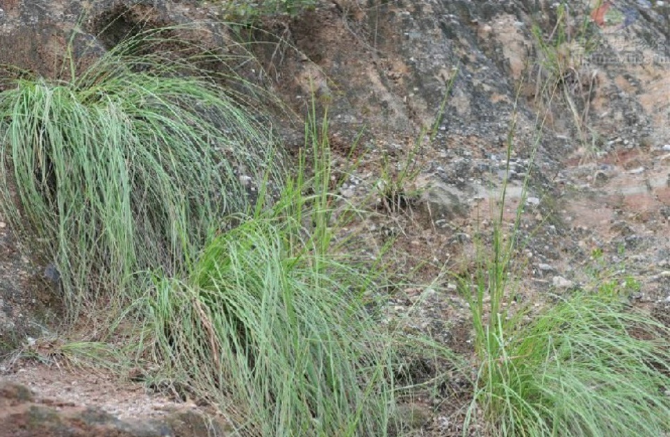 蓑衣草知识科普,这些不能错过,应该让更多人知道!