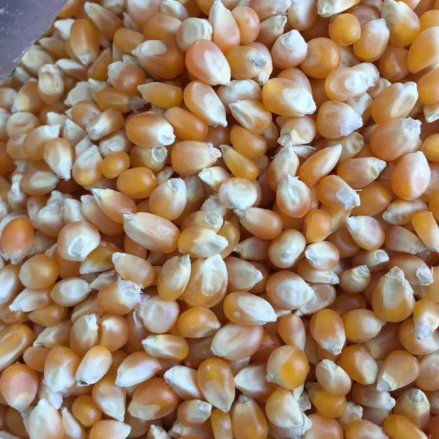 第1步,菜场能买到爆米花专用的玉米粒,是这种小颗粒,圆圆的尖头的.