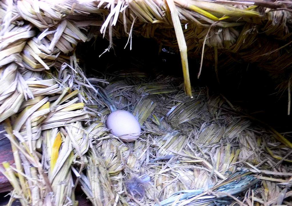 要想提高养鸡的效率,鸡窝的搭建方法很重要,老养殖户来告诉你