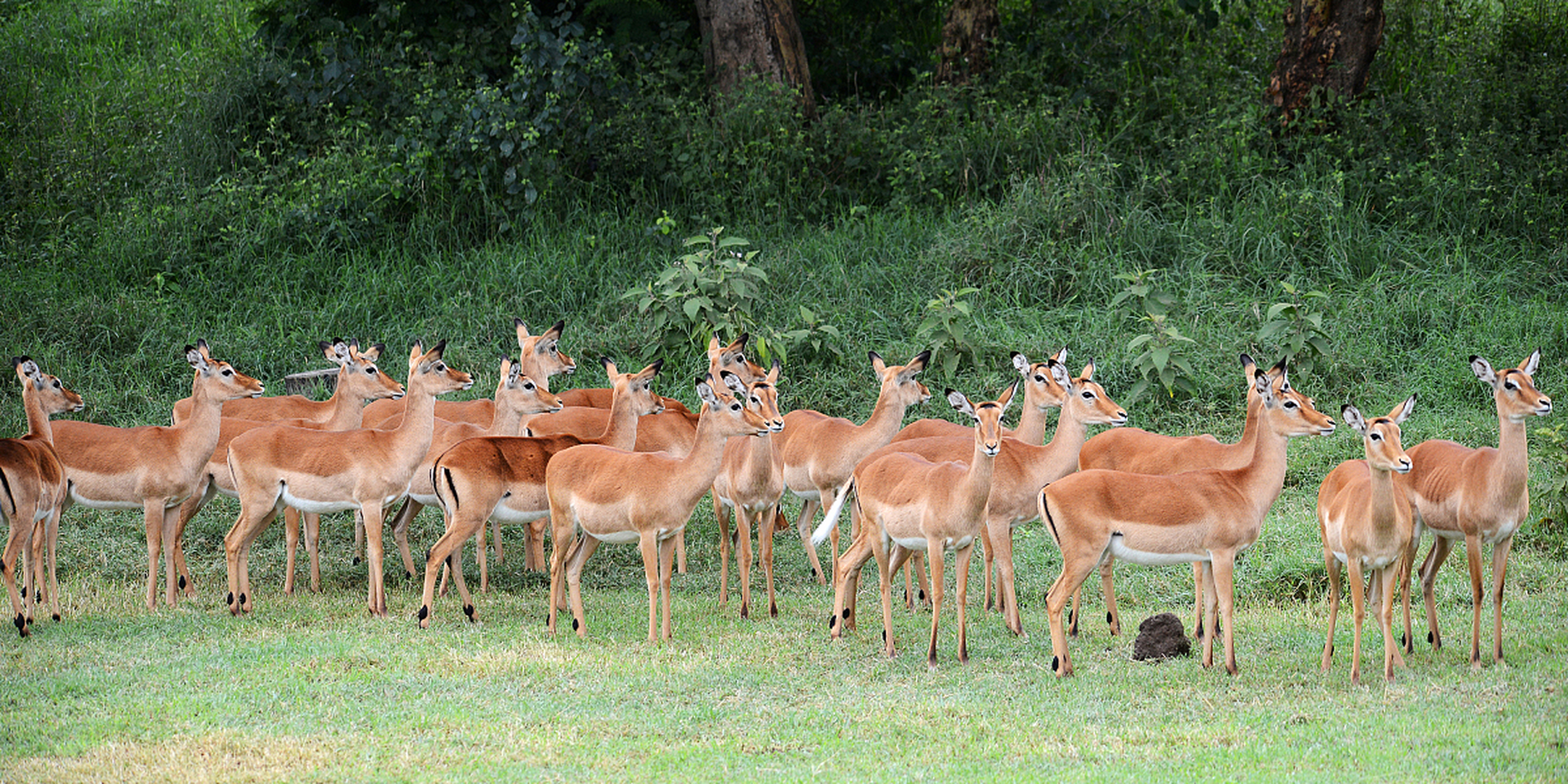在这片广袤的草原上,生活着一群欢快的羚羊.