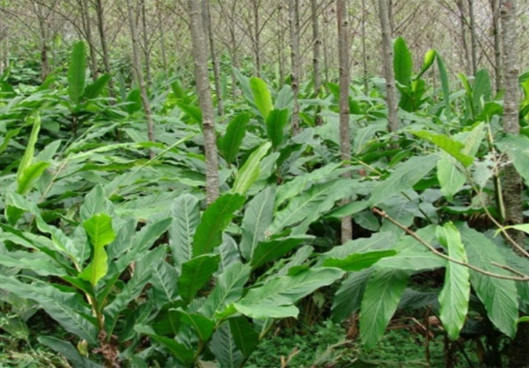 豆蔻- 热门商品专区