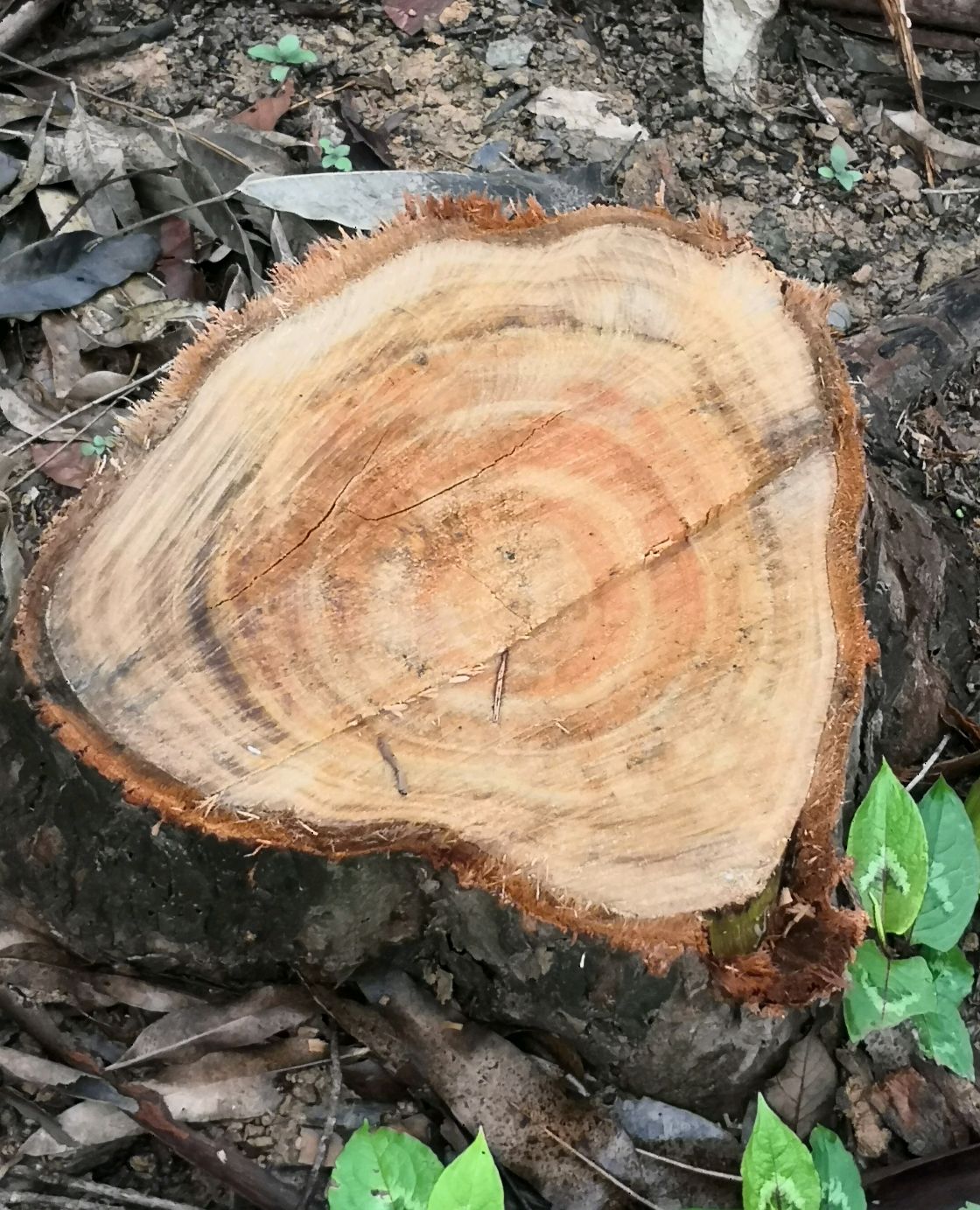 猜速丰桉树的树龄