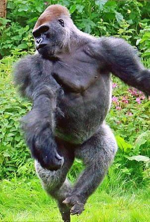 猩猩跳舞表情图片