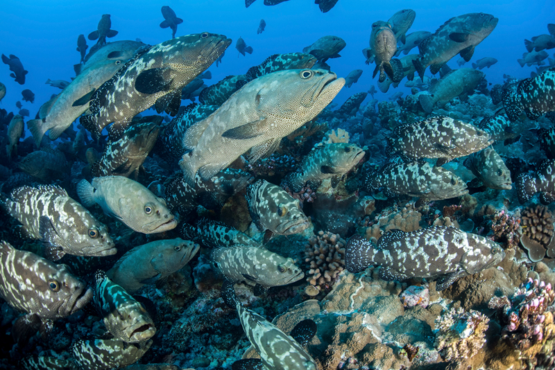 数百头鲨鱼扎推捕食石斑鱼群 吃到爽翻天