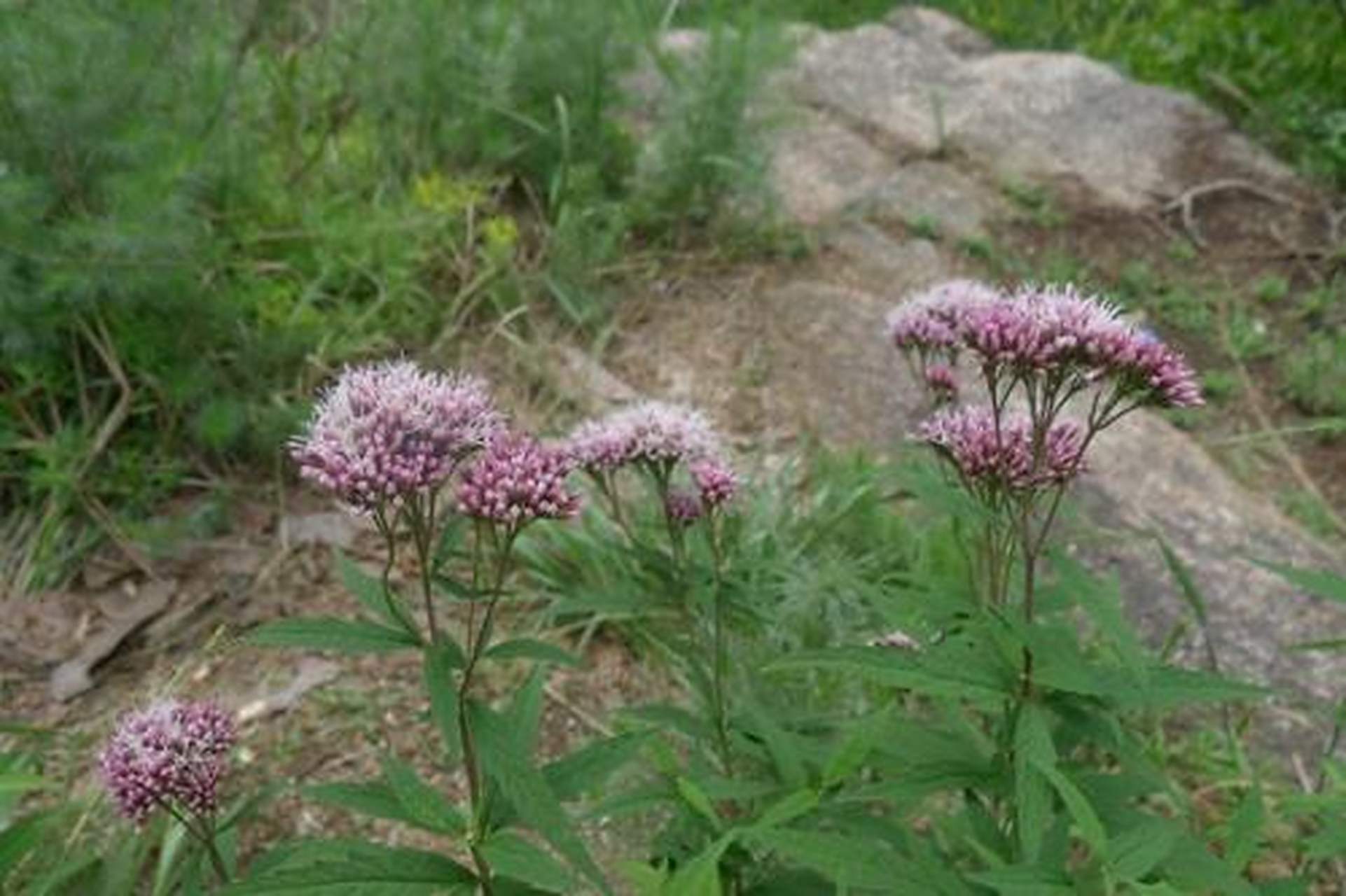 为唇形科植物毛叶地瓜儿苗的干燥地上部分