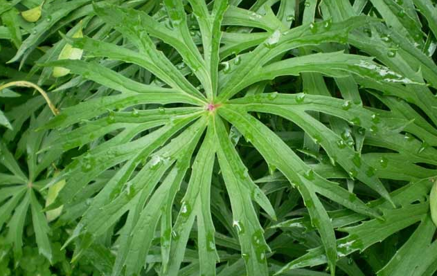 此野草酷似一把"雨伞",好看还具有药物性,深受人们的喜爱!