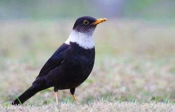 动物知识科普,小编带你了解白颈鸫