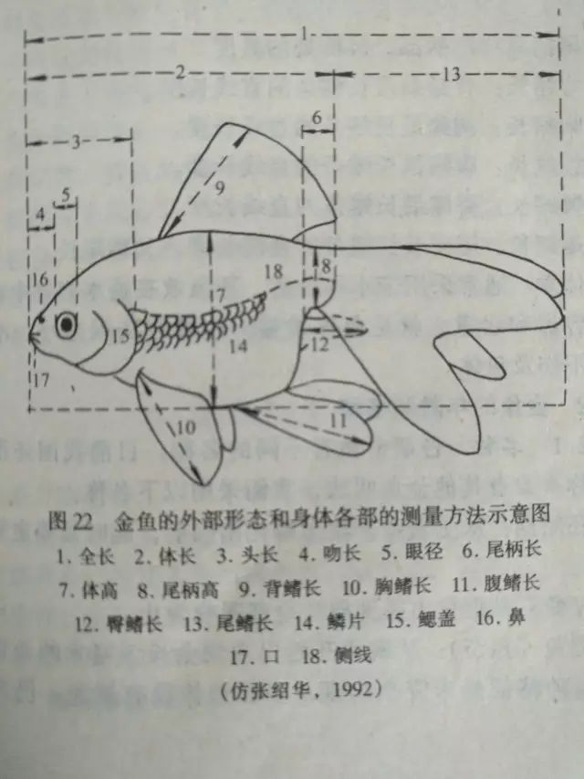 鱼类体长示意图图片