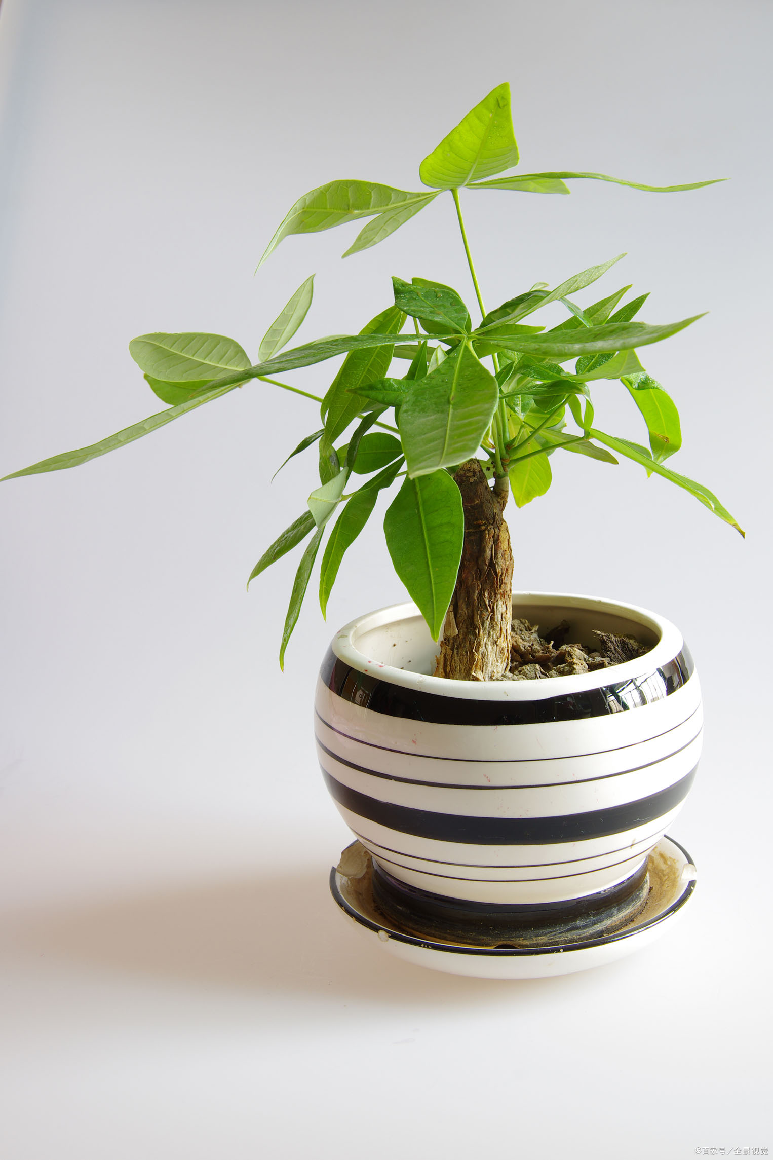 发财树施肥 - 优质问答专区