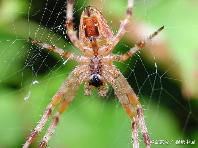 蜘蛛总是悄无声息,不停地编织者网,细丝承载着生命