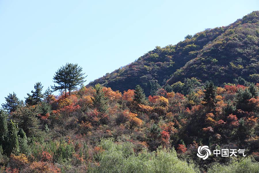 河北石家莊仙台山紅葉進入最佳觀賞期