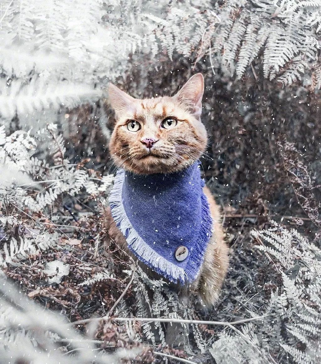 猫中硬汉ashby,坚毅沧桑,每天戴着精致的小围脖出门巡视