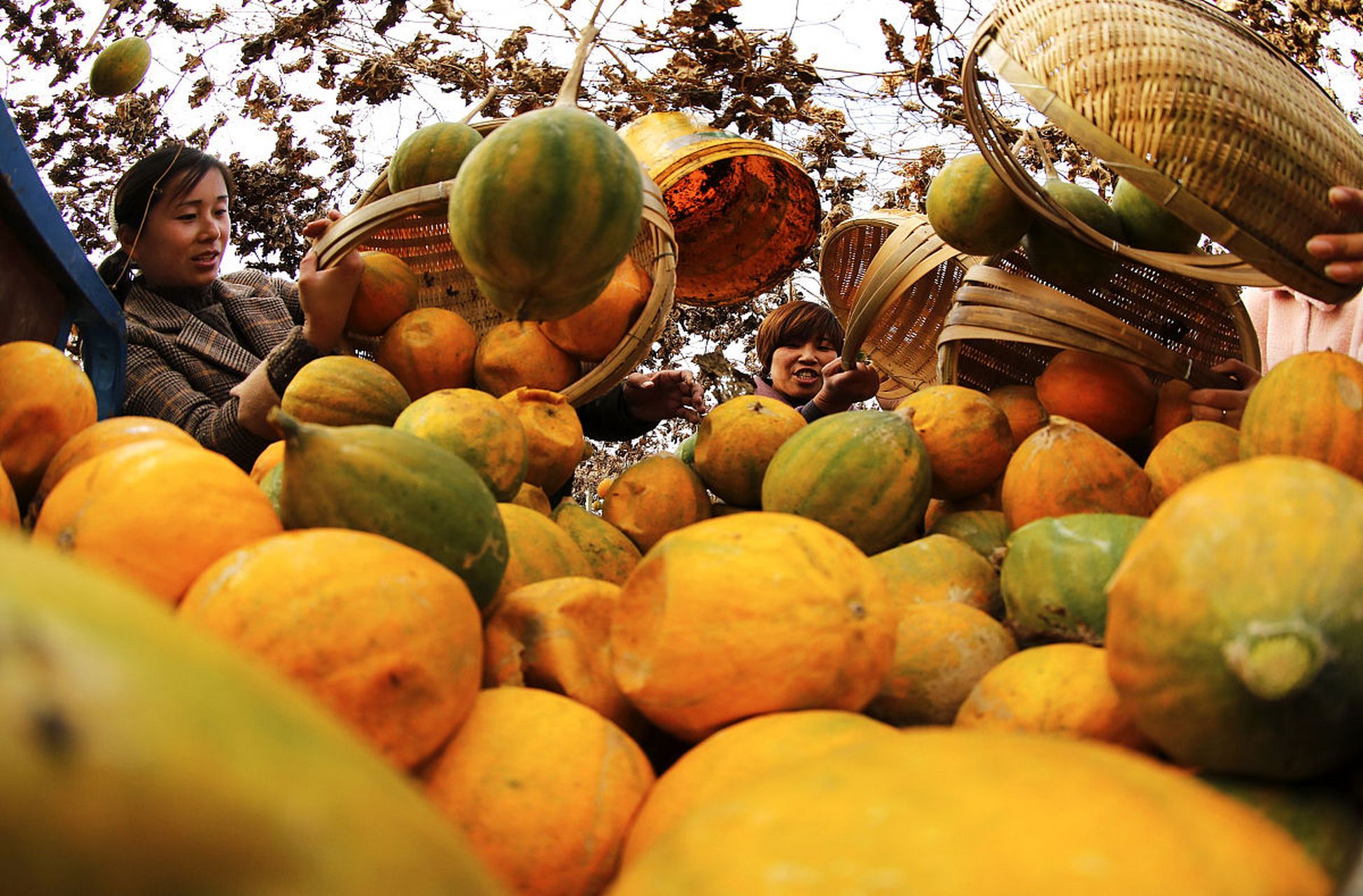 [围观]感恩金色秋天:瓜果飘香诗意浓,幸福温#我眼中的秋天# 情深深!