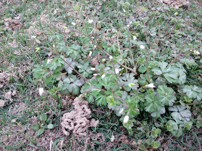 农村这种长相普通的野草,名叫老鼠屎草,在城里稀罕到50元一斤!