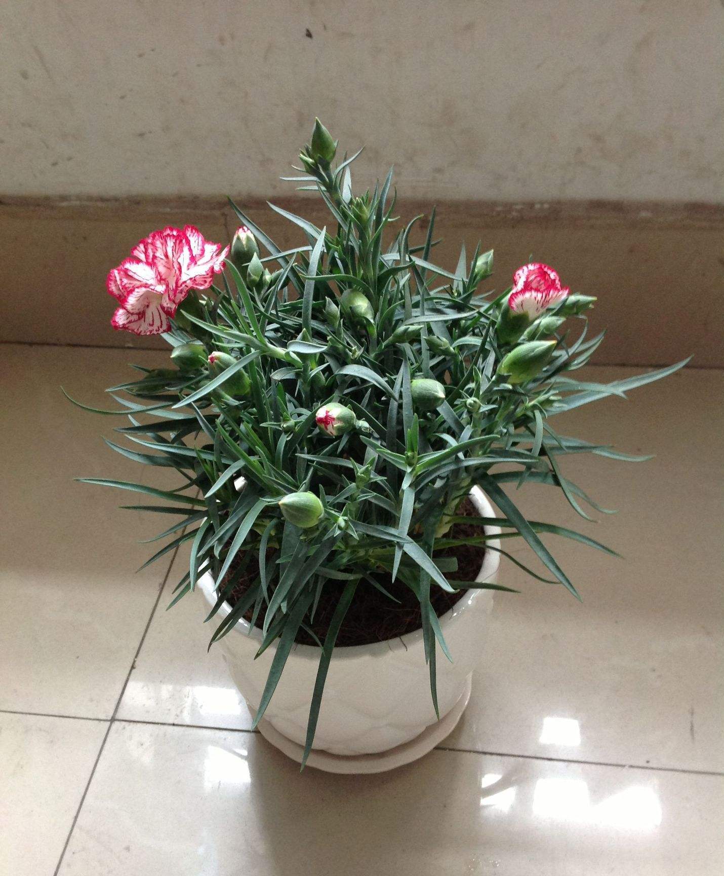 养康乃馨,这几个"细节"很关键,做好爆盆很简单,能养好几年!
