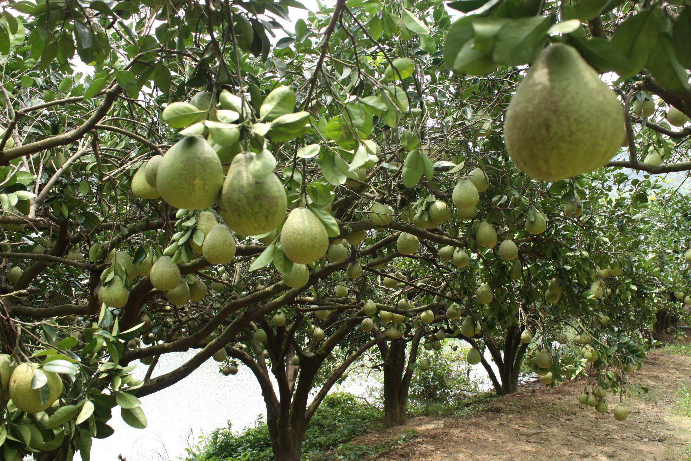 柚子树结一个柚子,要多少叶子来供应营养呢?果农要注意这些问题