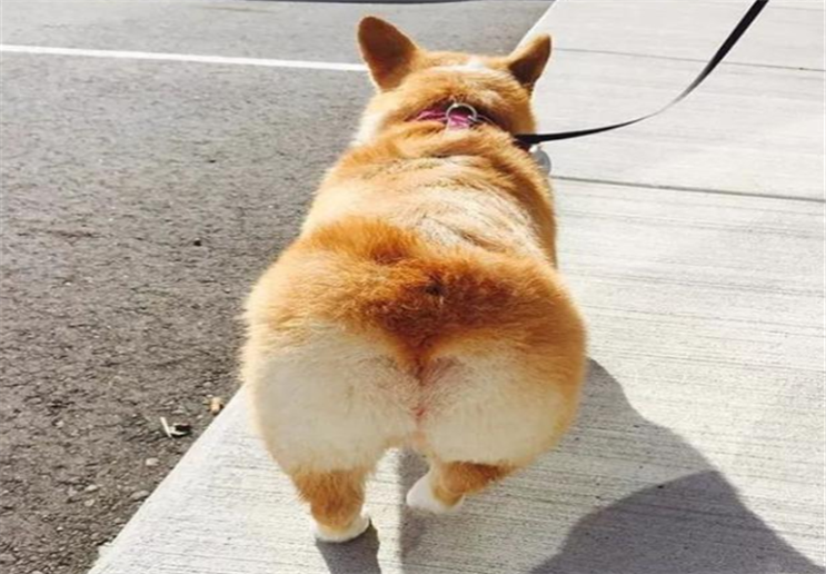圆滚滚的柯基犬是你们的菜吗?关于这几点宠主们知道吗?