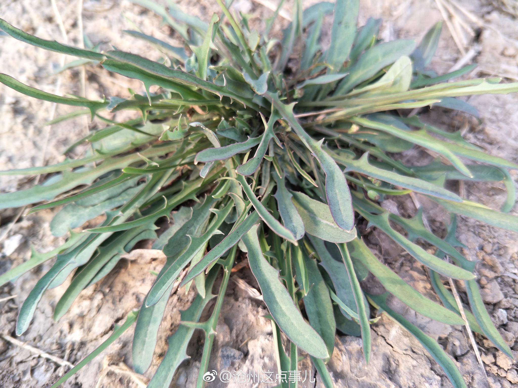 苦菜的种植方法和田间管理,这几点你了解过吗?新手的福利来了