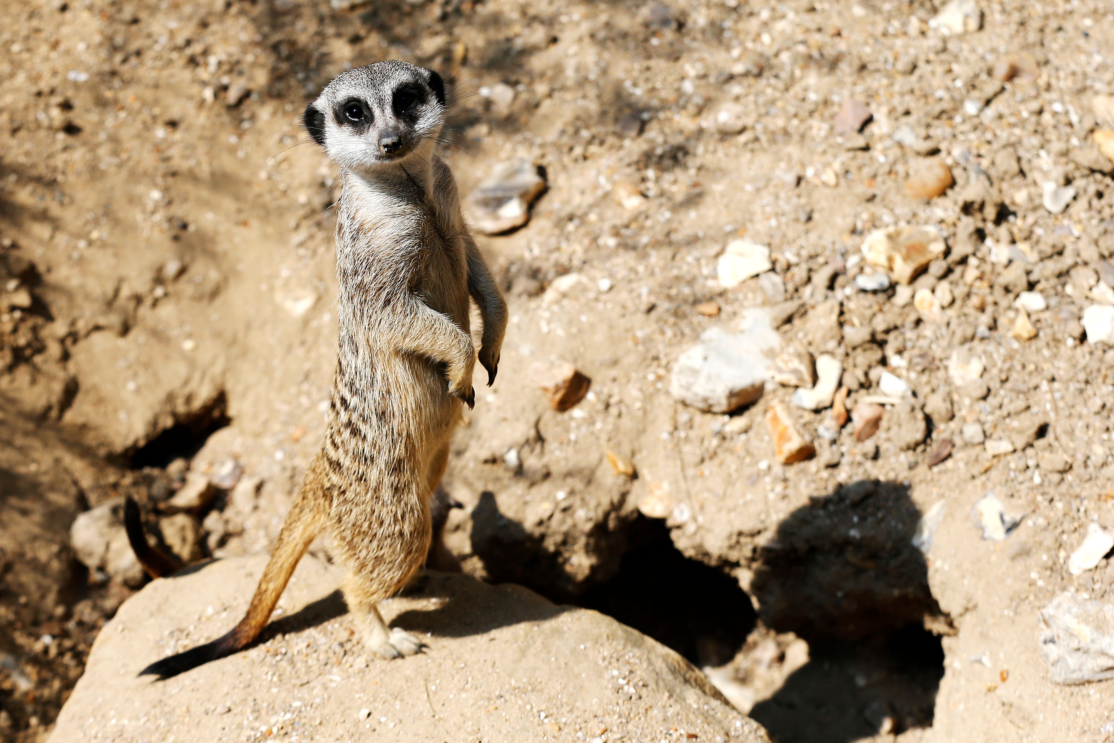 夏季的动物园(16)