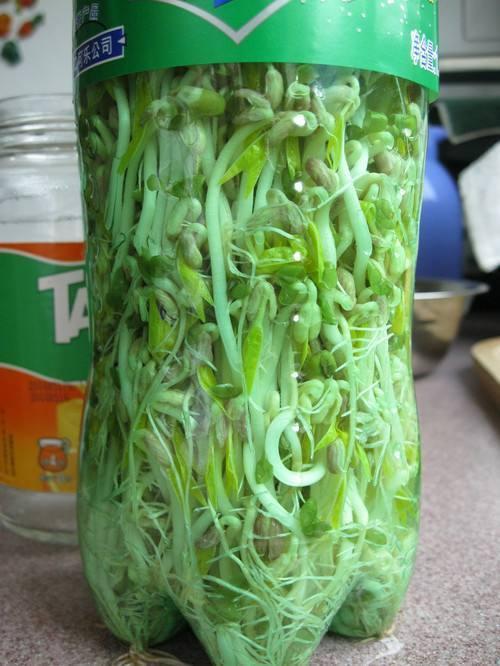 瓶子生绿豆芽图片