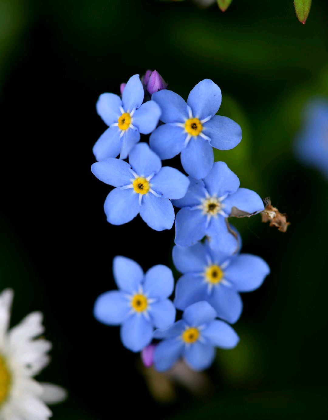 紫草科,勿忘草属