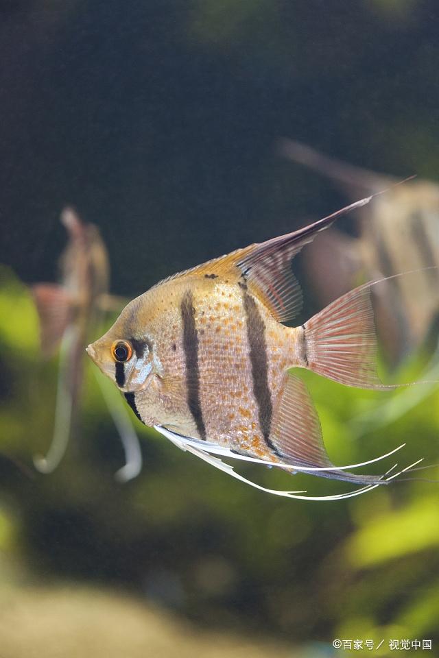 神仙魚,最好不要和小型魚類混養,需要注意的是鯉科的虎皮魚