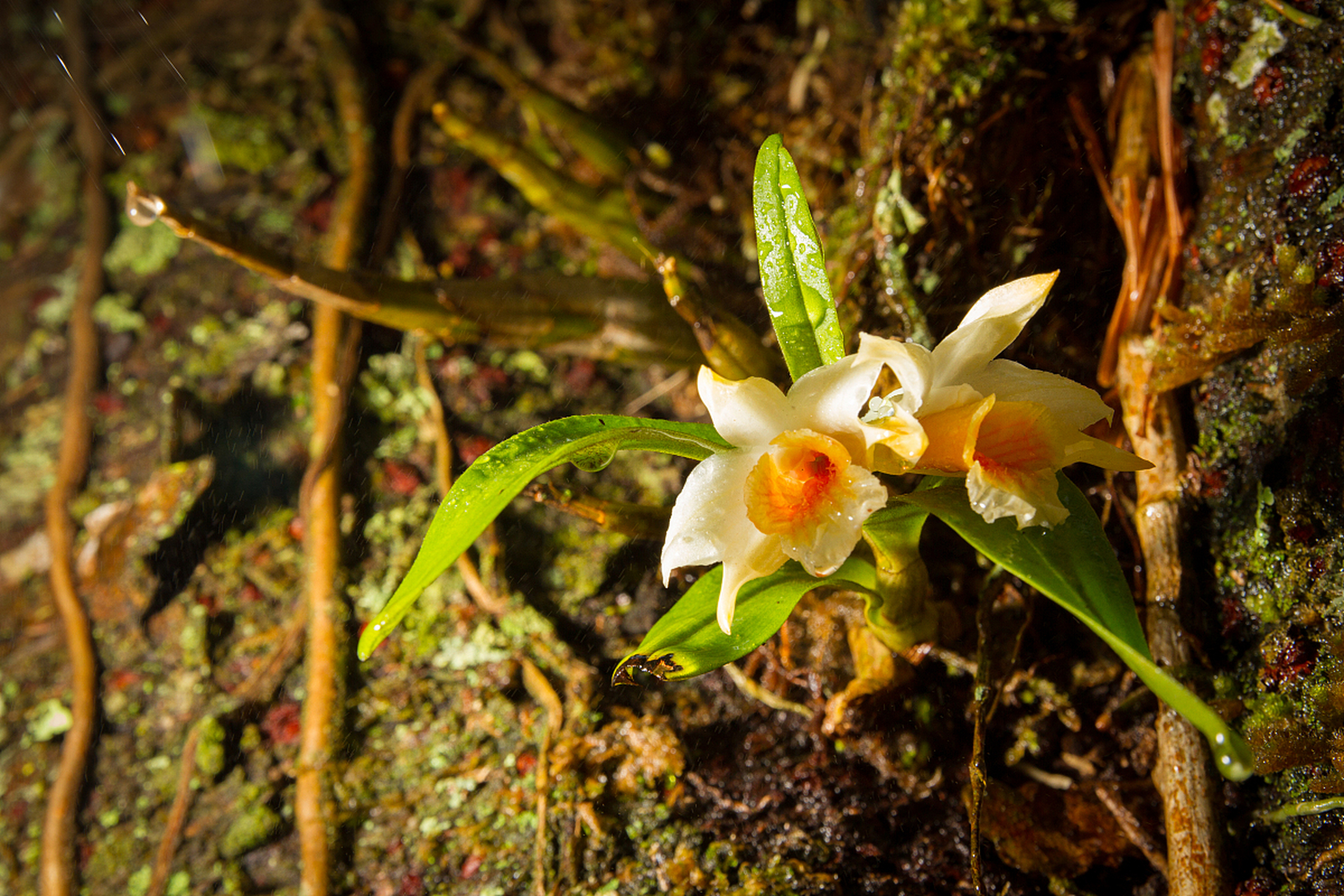 雪山石斛手串是一种用名贵中草药雪山石斛制成的佩戴品,颜色一般为浅