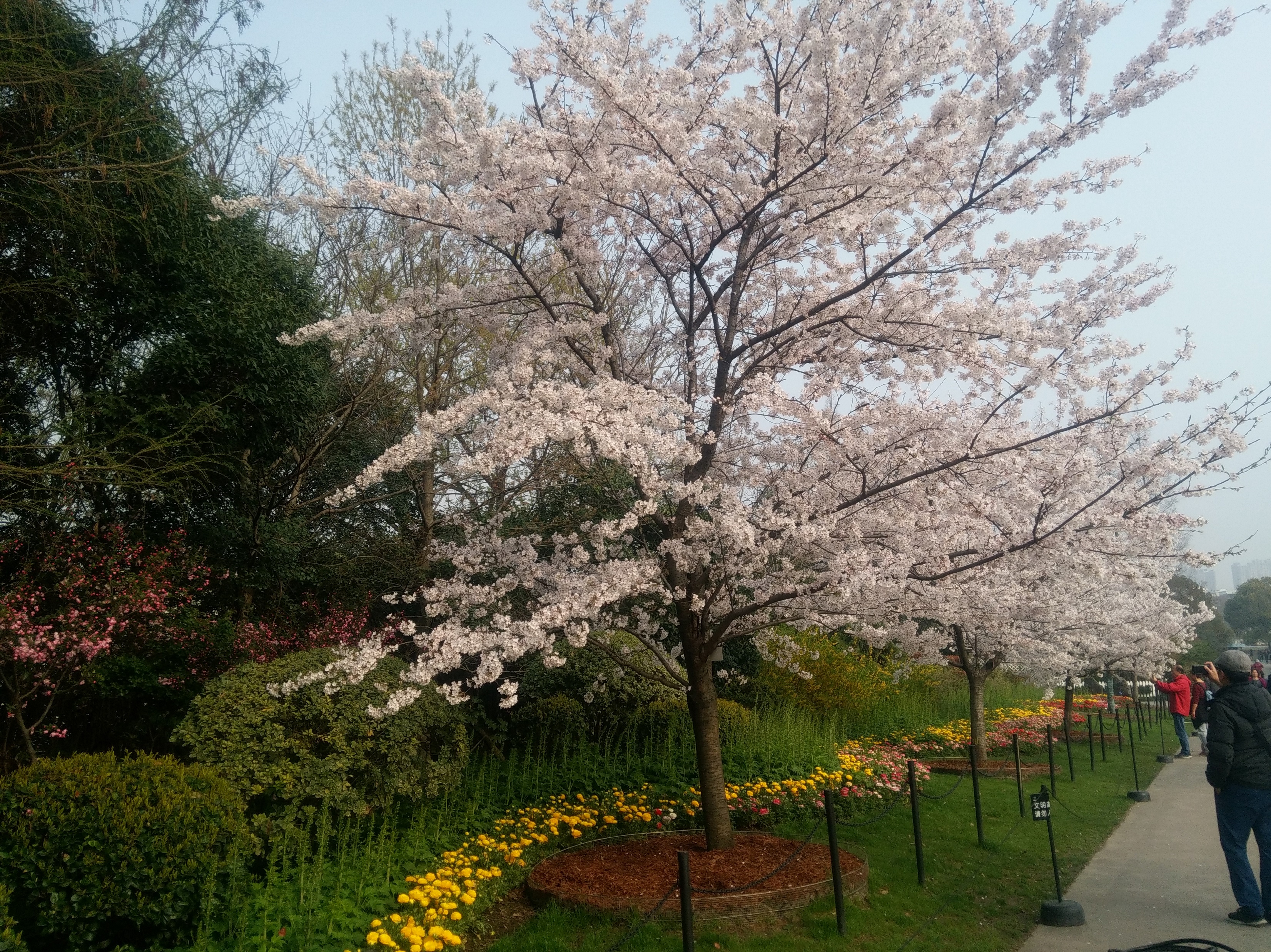 再不看花就来不及了,实拍上海植物园樱花