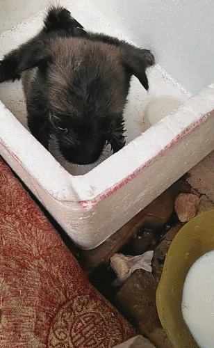 小狗被大雨淋湿,不停发抖乱舔,走进一瞧好可爱!