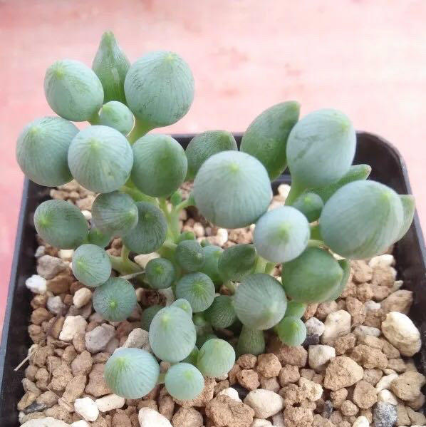 多肉达人手把手教你怎么把肉嘟嘟,圆滚滚的"锦上珠"养爆盆!