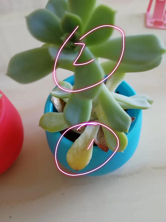 对于高温闷热烧根而导致的多肉叶片黄化,建议这样做