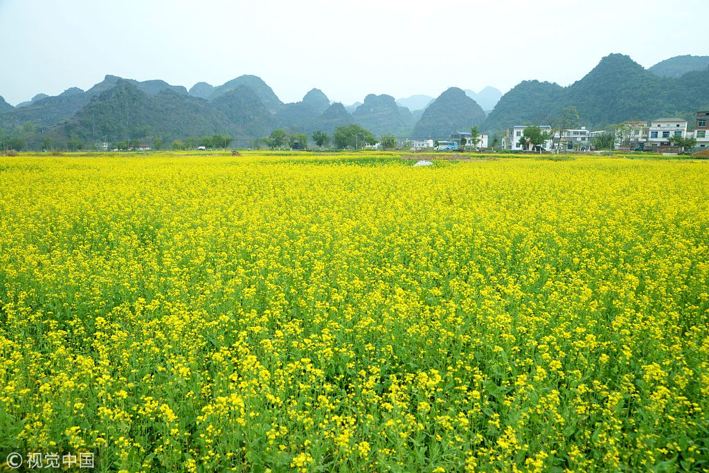广西来宾万亩油菜花迎春开 吸引众多游客